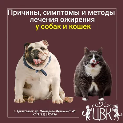 Ожирение у собак и кошек, , Аквариум купить книгу 978-5-4238-0365-0 – Лавка  Бабуин, Киев, Украина