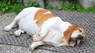 Ожирение у собак: что делать, если ваш питомец толстеет? | Dog Breeds | Дзен