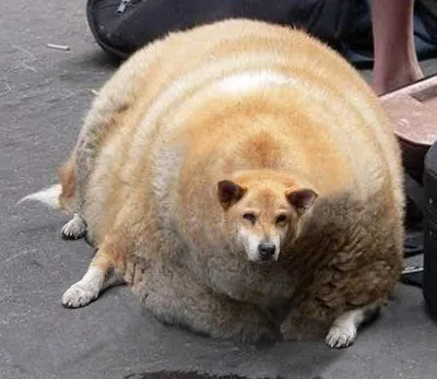 Ожирение у животных