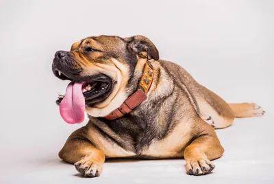 HILLS Canine R/D - для лечения ожирения у собак купить в Киеве, Украине ᐉ  ЗооФаворит