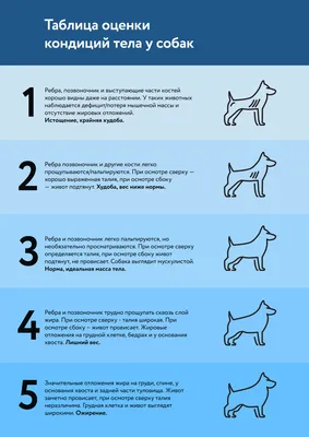 Ожирение у собак | Блог зоомагазина Zootovary.com