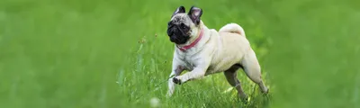 Ожирение у собак: чем кормить и как лечить? | Royal Canin