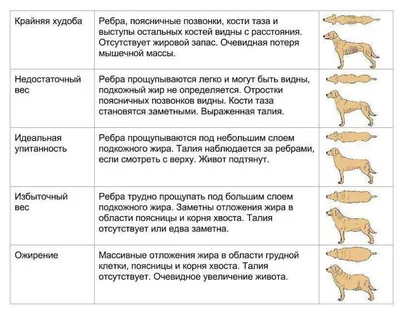 Ожирение у собак | Английский бульдог | Москва | Дзен