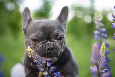 Опасность со всех сторон: кинолог назвал 2 растения, которые могут сильно  навредить собаке