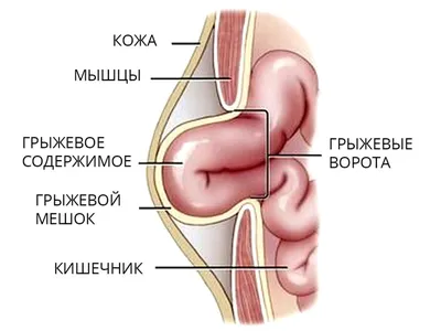 Удаление молочных зубов у щенка Йорка В течение первого года жизни молочные  зубы щенка полностью сменяются.. | ВКонтакте