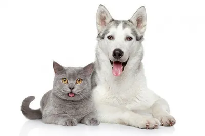 Паховая грыжа у собак: диагностика и лечение