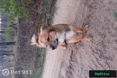 Пропала собака в Дёме, возле Матрицы, палевый окрас, без ошейника, имя  Граф. | Pet911.ru