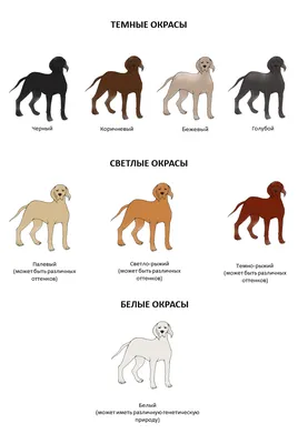 Палевая собака (72 фото) - картинки sobakovod.club