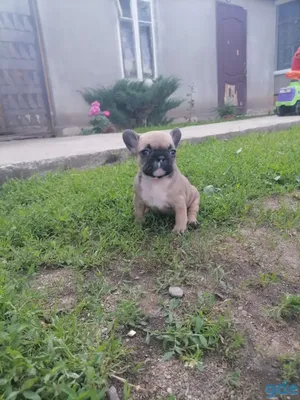 Пропала собака в Чехове, возраст 3 года, рыже-палевый окрас, рост 34-40см.  | Pet911.ru