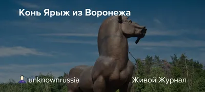В Белокурихе появился необычный конь - МК Барнаул