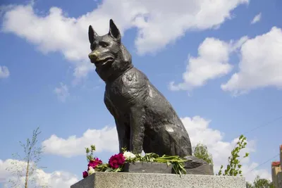 Уже несколько лет главной достопримечательностью Тольятти считается не  только гигант \"АвтоВАЗ\", но и малоприметный памятник собаке на окр… | Собаки,  Памятник, Город