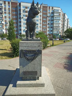 Сервис заказа такси «Максим» - Памятник преданности. В Тольятти установлен памятник  собаке. Семь лет верный пес ждал своих хозяев на улице города. Летом 1995  года на том самом месте произошла автокатастрофа. Автомобиль