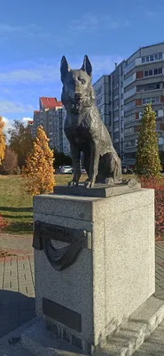 Памятник преданности в Тольятти.Памятник верному псу.\"Русский Хатико\"🐕. |  Всего понемногу). | Дзен