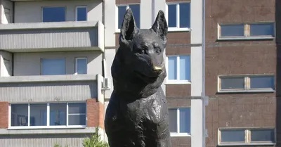 За что собаке поставили памятник в Тольятти? - YouTube