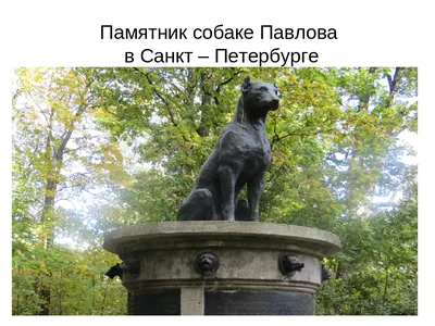 Музей Собаки - Памятник Преданности, г.Тольятти Самый... | Facebook