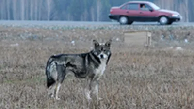 Тебе обязательно надо посмотреть фильм «Верный» - сказал мне сын перед  нашим путешествием в Тольятти - скорее всего будешь плакать, но… | Instagram