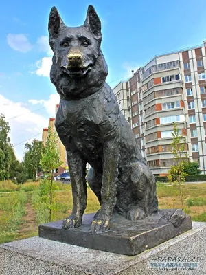 Самому верному псу, научившему нас любви и преданности». В Тольятти стоит  памятник верности овчарке, ждавшей 7 лет своих хозяев | Собакин город | Дзен