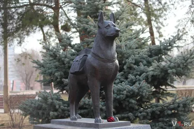 Меньшие с большим сердцем: 14 самых трогательных памятников животным –  Москва 24, 04.10.2015