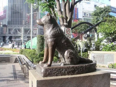 Памятник собаке Павлова (Санкт-Петербург) — Википедия