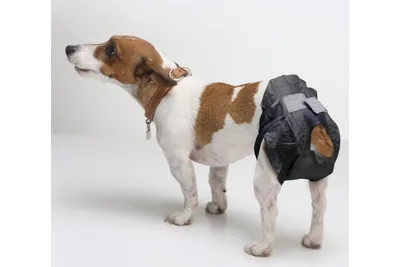 Пояс для кобелей многоразовый памперс подгузник впитывающие трусы для собак  - купить с доставкой по выгодным ценам в интернет-магазине OZON (204890205)