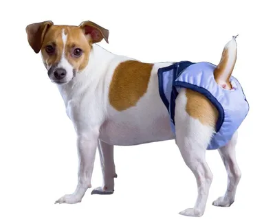 Памперсы для собак повторного использования, подгузники, гигиенические  моющиеся шорты для домашних животных, нижнее белье, трусы для щенков + 3  шт. подгузников | AliExpress