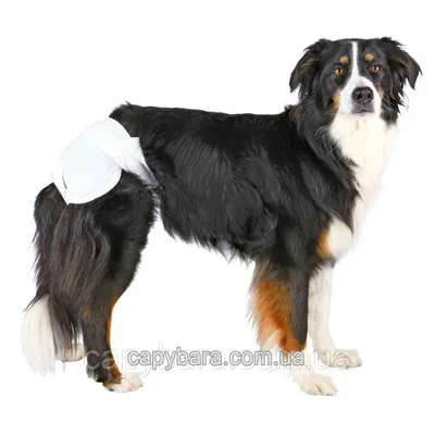 Подгузники для собак, для маленьких и больших собак, физиологические  трусики, моющиеся женские трусики-шорты, нижнее белье, трусики для собак,  XS-XXL | AliExpress