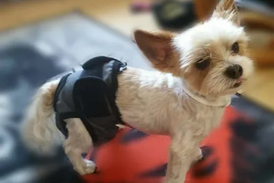 Как сделать памперс для собаки и как правильно его одеть | Зоомагазин Сытая  Морда
