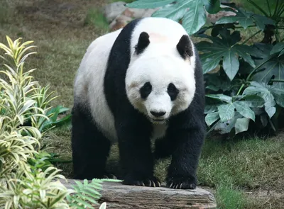 Панда фото картинки фотографии