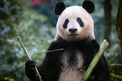 Japan-born panda Xiang Xiang makes public debut in China - The Japan Times