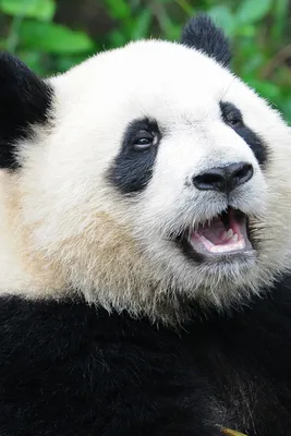 Adopt a Panda | Symbolic Adoptions from WWF