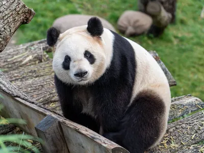 Celebrate National Giant Panda Day on March 16th | Nature and Wildlife |  Discovery