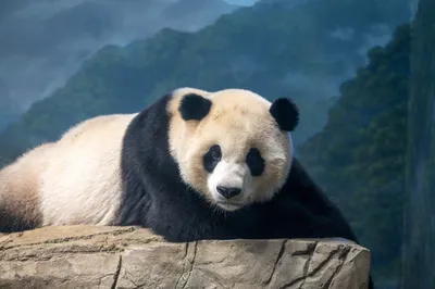Endangered Wildlife - Adopt a Panda - Tax Deductible - WWF-Australia |  Adopt a Panda | WWF Australia