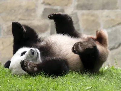 Japanese among fans overjoyed to see Tokyo-born panda in China