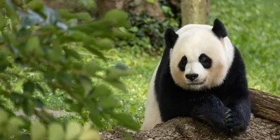 Panda Moments (formerly Giant Panda Cam) | Smithsonian's National Zoo and  Conservation Biology Institute
