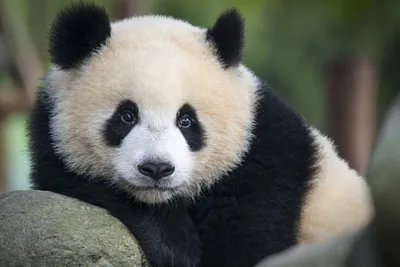 Giant panda guide: why they're threatened, how they raise young and captive  breeding - Discover Wildlife