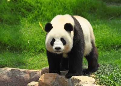 Prized Panda Diplomats Return to Beijing | Council on Foreign Relations