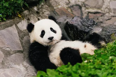 South Korean zoo welcomes giant panda twins | Reuters