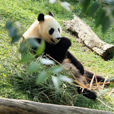 Маленькая панда из Московского зоопарка завела собственную страницу в  соцсетях - Москвич Mag