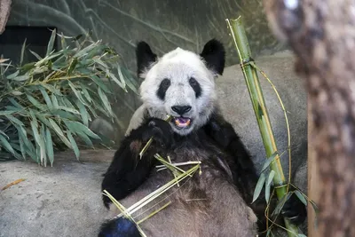 How America Fell in Love With the Giant Panda | History| Smithsonian  Magazine