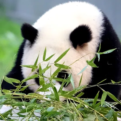 What Comes After Panda Diplomacy? | The New Yorker