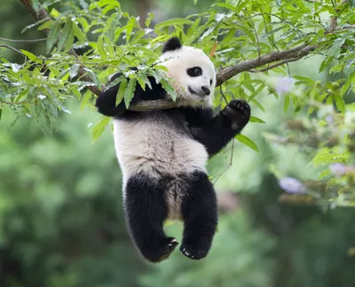 A Behind-The-Scenes Look At Photographing Pandas