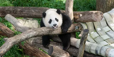 50 Panda Facts to Celebrate 50 Years of Giant Pandas at the Smithsonian's  National Zoo | Smithsonian's National Zoo and Conservation Biology Institute
