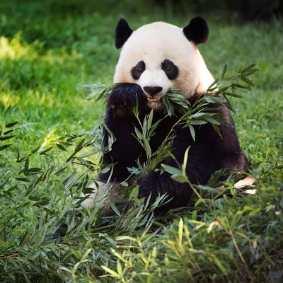 Cute Panda Bear Climbing In Tree Stock Photo - Download Image Now - Panda -  Animal, Animal, Cute - iStock