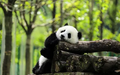 Background Panda Wallpaper Free Full HD Download, use for mobile and  desktop. Discover more Black, Characteri… | Panda wallpapers, Panda bears  wallpaper, Panda bear