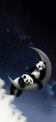 Panda, bear, earth, ultra, HD phone wallpaper | Peakpx