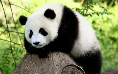 Giant Panda Black Wallpapers - Panda Wallpapers for iPhone 4k