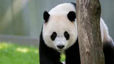 Panda Wallpaper:Amazon.ca:Appstore for Android