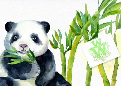 Рисунок панда с бамбуком легкий. Скачать и распечатать
