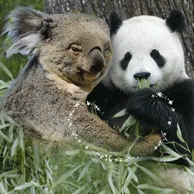 KOALA AND PANDA BEAR | Panda bear, Panda, Cute baby animals