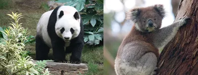 Watercolor Koala and Panda sitting on the tree. Stock Photo | Adobe Stock